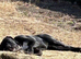 Female cane corso 9 months old