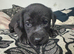 Puppy litter of 5