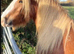 Barry stunning 13.2 hands chestnut geilding