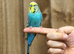 Budgies