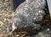 Beautiful cuckoo pekin pullets 7 weeks old
