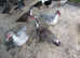Muscovy Drake, ONLY one Drake left.