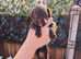 Toy jackapoo pups for sale