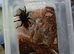 SALE* Pair M/F Tliltocatl vagans (Campeche pure blood) aound the 4" inch+ DLS.