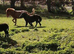 Miniature shetland mare