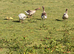 Geese for sale