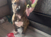2 male puppy's left