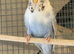 Budgies