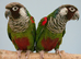 Rare grey Breasted Conures