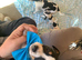 Small tri jack Russell