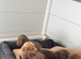 7 stunning cocker Spaniels