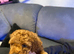 TINY DEEP RED POODLES