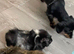 Guinea pigs