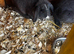 mini lop