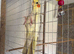 Hen Cockatiel