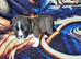 Pick of litter boy pup , £1200