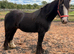2yr heavy cob gelding