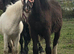 Cob colt