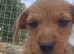 Border terrier X Jack Russell