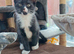 Beautiful black long hair kittens