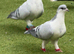 Pigeon