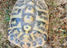 Large female Hermann's tortoise