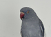 Indian Ringneck Grey & Blue Rare Colour 6 Months Old