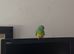 Singing red rumped parakeet