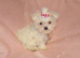 ***Exquisite Micro Tiny Teacup KC Registered Maltese Boy Puppy***