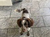 Cocker spaniel bitch