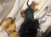 Kennel club Miniature Dachsund puppies