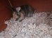 Mini lop x dutch