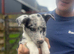 Last Blue Merle Bitch pup