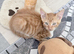 I have four beautiful Maine coon x mum is a calico dad is a full Maine coon