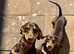 Dachound