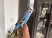 Blue Budgeese for sale