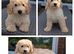 Gorgeous Cavapoo puppies