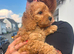 Cockapoo