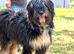 Meet Winnie... the gentle giant Mioritic girl with the biggest heart