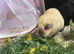 Baby guinea pigs
