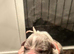 4 Blue-tiful Baby Staffordshire Bull Terrier Puppies