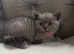 Stunning British short haired female kitten