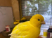 Pair of yellow canaries for sale