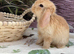 A beautiful little mini lop