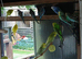 Budgies