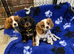 Cavalier King Charles puppies
