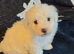 Beautiful Maltese puppies