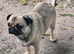 Bonded Pair Female Pugs