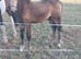 For sale at weening in December