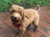 Toy Poodle Puppy Female